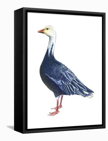 Blue Goose (Chen Caerulescens), Birds-Encyclopaedia Britannica-Framed Stretched Canvas