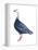 Blue Goose (Chen Caerulescens), Birds-Encyclopaedia Britannica-Framed Stretched Canvas