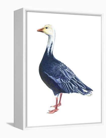 Blue Goose (Chen Caerulescens), Birds-Encyclopaedia Britannica-Framed Stretched Canvas