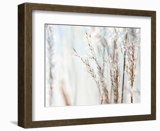 Blue Grasses-Tracey Telik-Framed Photographic Print