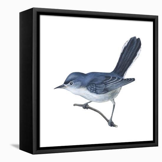 Blue-Gray Gnatcatcher (Polioptila Caerulea), Birds-Encyclopaedia Britannica-Framed Stretched Canvas