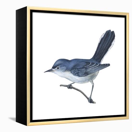 Blue-Gray Gnatcatcher (Polioptila Caerulea), Birds-Encyclopaedia Britannica-Framed Stretched Canvas