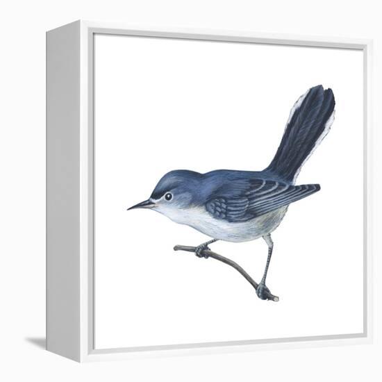 Blue-Gray Gnatcatcher (Polioptila Caerulea), Birds-Encyclopaedia Britannica-Framed Stretched Canvas