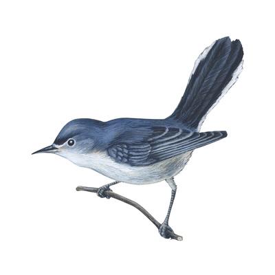 Blue-gray Gnatcatchers (Polioptila caerulea)