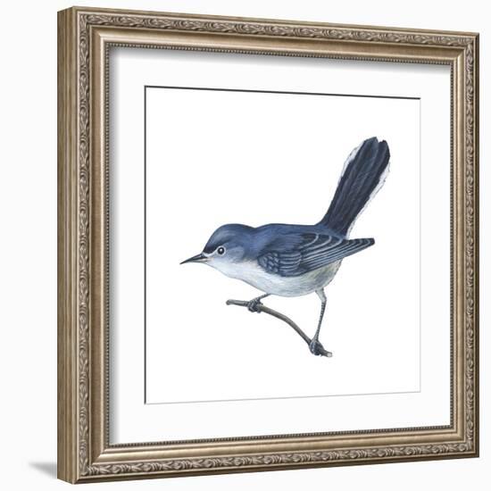 Blue-Gray Gnatcatcher (Polioptila Caerulea), Birds-Encyclopaedia Britannica-Framed Art Print