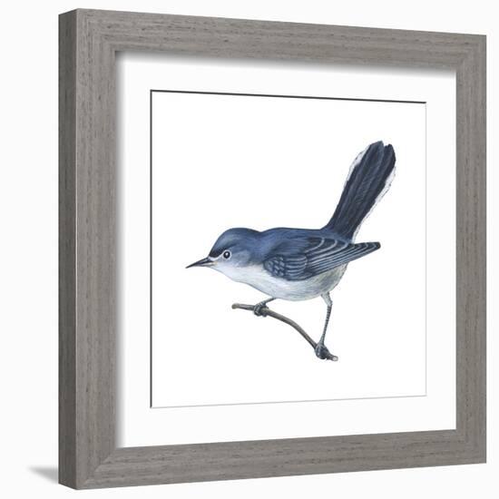 Blue-Gray Gnatcatcher (Polioptila Caerulea), Birds-Encyclopaedia Britannica-Framed Art Print