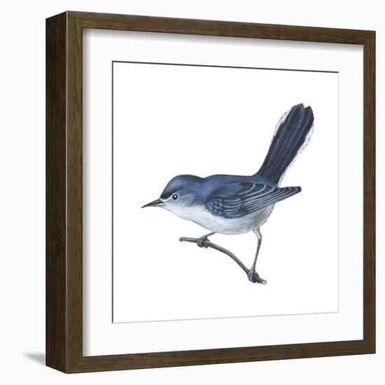 Blue-Gray Gnatcatcher (Polioptila Caerulea), Birds-Encyclopaedia Britannica-Framed Art Print