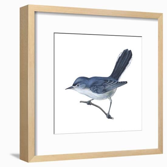 Blue-Gray Gnatcatcher (Polioptila Caerulea), Birds-Encyclopaedia Britannica-Framed Art Print