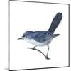 Blue-Gray Gnatcatcher (Polioptila Caerulea), Birds-Encyclopaedia Britannica-Mounted Art Print