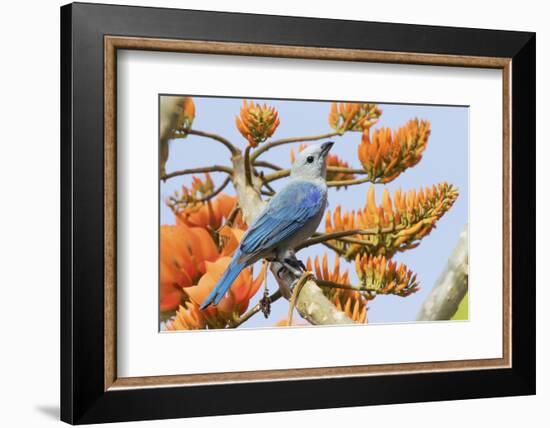 Blue-Gray Tanager Perched on Immortal Tree-Ken Archer-Framed Photographic Print