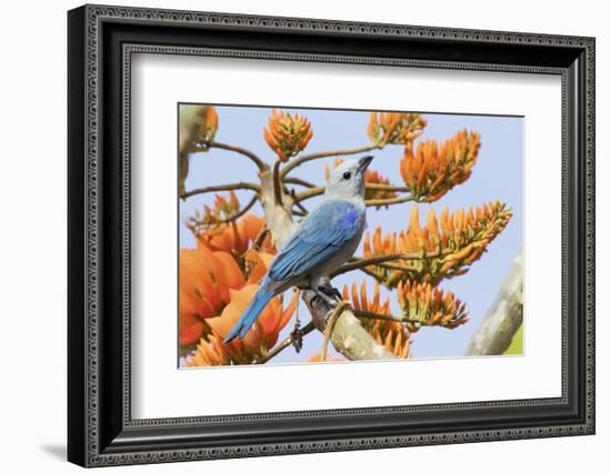 Blue-Gray Tanager Perched on Immortal Tree-Ken Archer-Framed Photographic Print