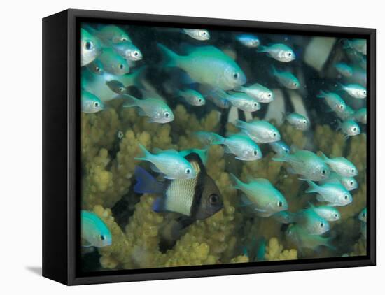 Blue-Green Chromis in Hard Coral, Papua New Guinea-Michele Westmorland-Framed Premier Image Canvas