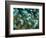 Blue-Green Chromis in Hard Coral, Papua New Guinea-Michele Westmorland-Framed Photographic Print