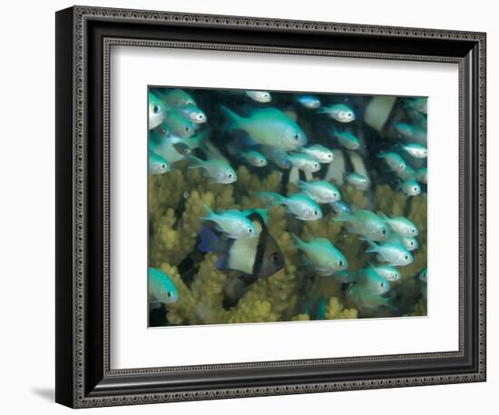 Blue-Green Chromis in Hard Coral, Papua New Guinea-Michele Westmorland-Framed Photographic Print