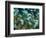 Blue-Green Chromis in Hard Coral, Papua New Guinea-Michele Westmorland-Framed Photographic Print