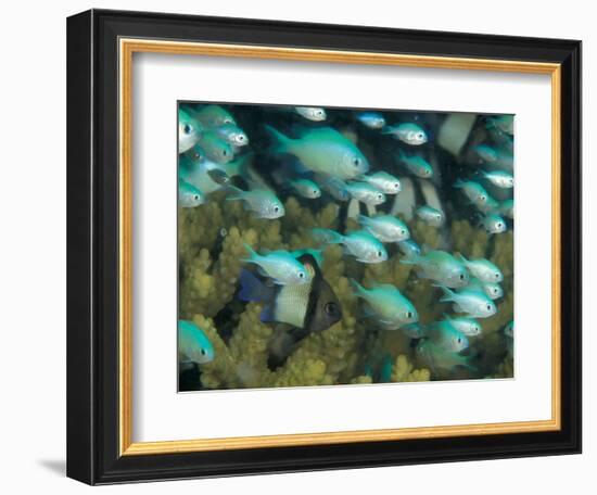 Blue-Green Chromis in Hard Coral, Papua New Guinea-Michele Westmorland-Framed Photographic Print