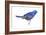 Blue Grosbeak (Passerina Caerulea), Birds-Encyclopaedia Britannica-Framed Art Print