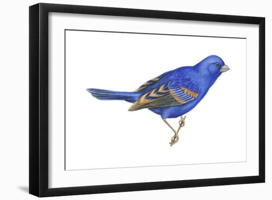 Blue Grosbeak (Passerina Caerulea), Birds-Encyclopaedia Britannica-Framed Art Print