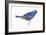 Blue Grosbeak (Passerina Caerulea), Birds-Encyclopaedia Britannica-Framed Art Print