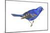 Blue Grosbeak (Passerina Caerulea), Birds-Encyclopaedia Britannica-Mounted Art Print