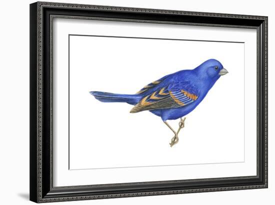 Blue Grosbeak (Passerina Caerulea), Birds-Encyclopaedia Britannica-Framed Art Print