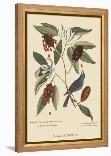 Blue Grosbeak-Mark Catesby-Framed Stretched Canvas