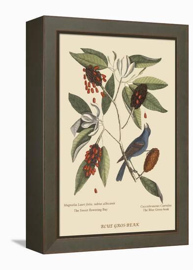 Blue Grosbeak-Mark Catesby-Framed Stretched Canvas