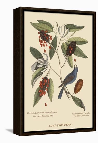 Blue Grosbeak-Mark Catesby-Framed Stretched Canvas