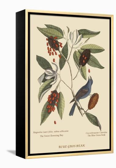 Blue Grosbeak-Mark Catesby-Framed Stretched Canvas