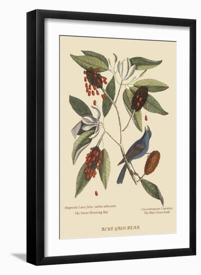 Blue Grosbeak-Mark Catesby-Framed Art Print