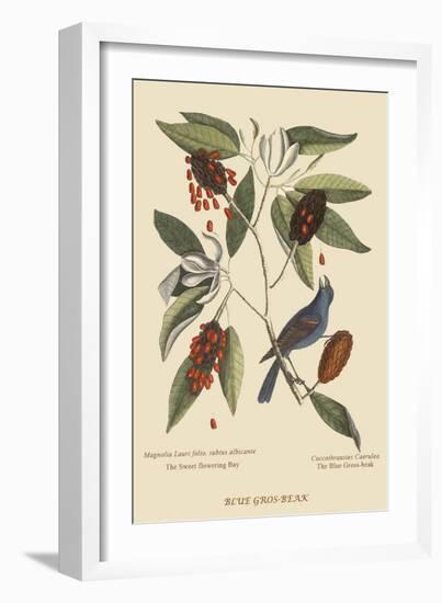 Blue Grosbeak-Mark Catesby-Framed Art Print