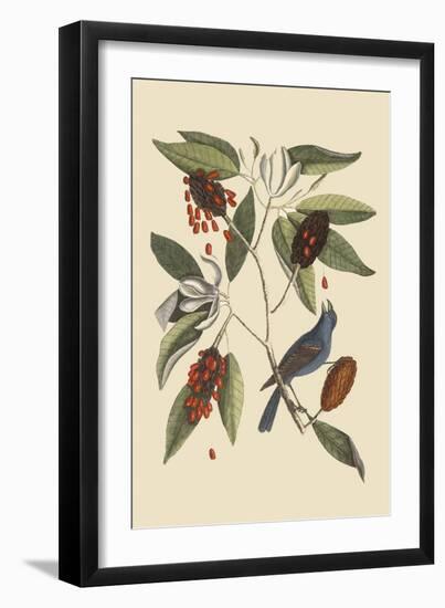 Blue Grosbeak-Mark Catesby-Framed Premium Giclee Print