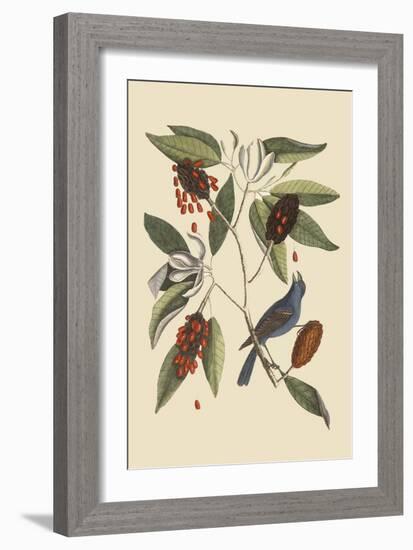 Blue Grosbeak-Mark Catesby-Framed Art Print