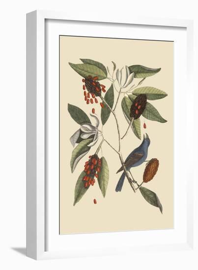 Blue Grosbeak-Mark Catesby-Framed Art Print