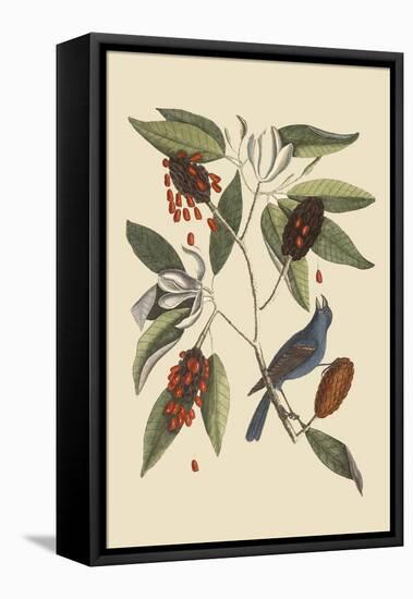 Blue Grosbeak-Mark Catesby-Framed Stretched Canvas