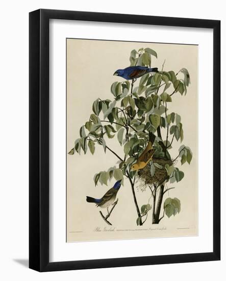 Blue Grosbeak-null-Framed Giclee Print