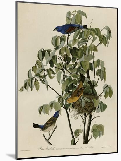 Blue Grosbeak-null-Mounted Giclee Print