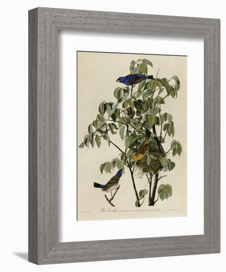 Blue Grosbeak-null-Framed Premium Giclee Print