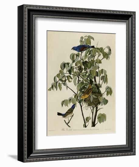 Blue Grosbeak-null-Framed Premium Giclee Print