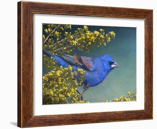 Blue Grosbeak-Chris Vest-Framed Art Print