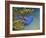 Blue Grosbeak-Chris Vest-Framed Art Print