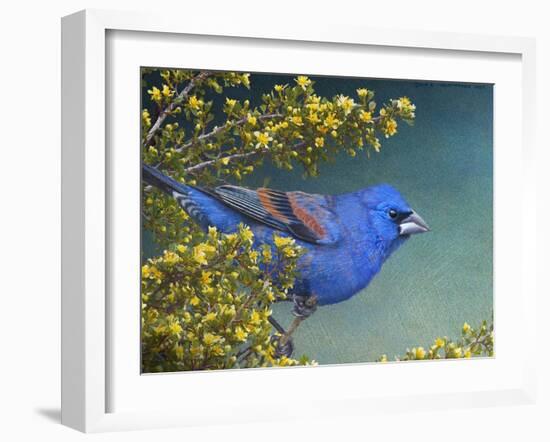 Blue Grosbeak-Chris Vest-Framed Art Print