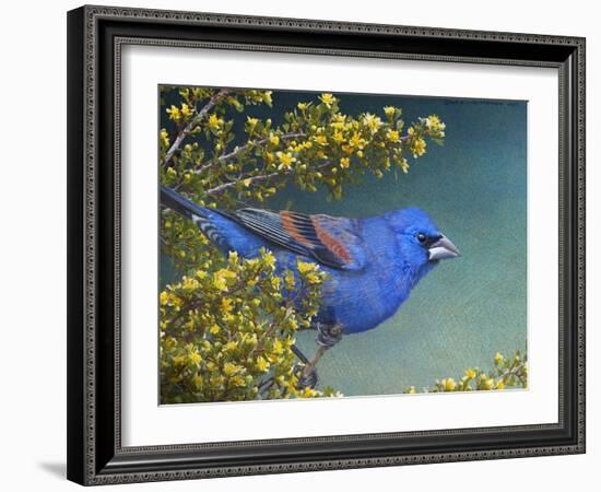 Blue Grosbeak-Chris Vest-Framed Art Print