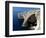 Blue Grotto Near Zurrieq, Malta, Mediterranean, Europe-Hans Peter Merten-Framed Photographic Print