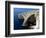 Blue Grotto Near Zurrieq, Malta, Mediterranean, Europe-Hans Peter Merten-Framed Photographic Print