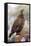 Blue Grouse-Bob Gibbons-Framed Premier Image Canvas