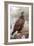 Blue Grouse-Bob Gibbons-Framed Photographic Print