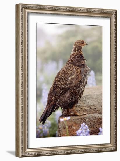 Blue Grouse-Bob Gibbons-Framed Photographic Print