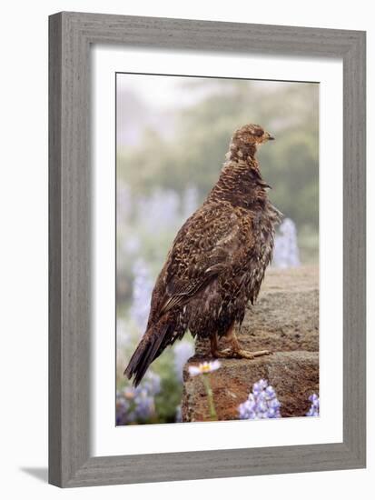 Blue Grouse-Bob Gibbons-Framed Photographic Print