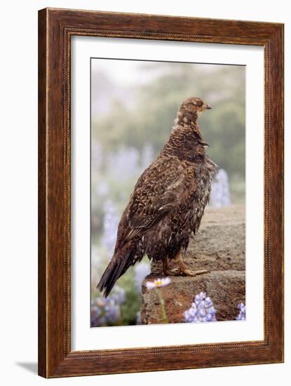 Blue Grouse-Bob Gibbons-Framed Photographic Print